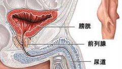 男性支原体